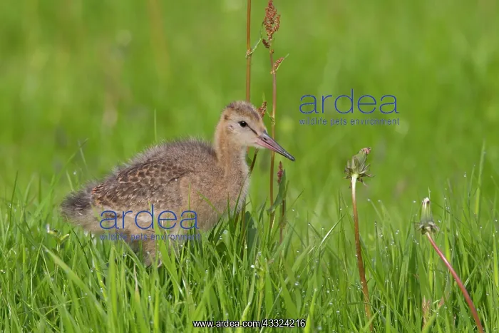 : Black-tailed Godwit : Black-tailed Godwit
