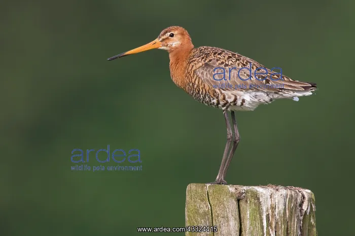 : Black-tailed Godwit : Black-tailed Godwit