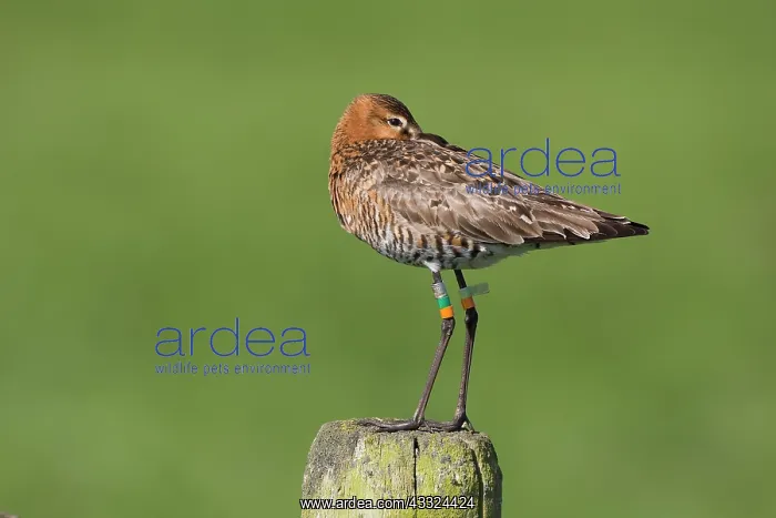 : Black-tailed Godwit : Black-tailed Godwit