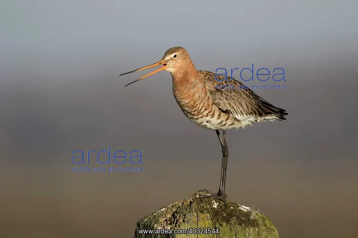 : Black-tailed Godwit : Black-tailed Godwit