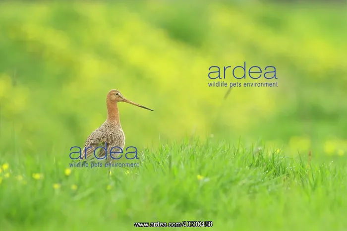 : Black-tailed Godwit : Black-tailed Godwit