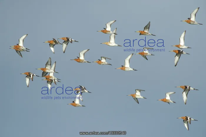 : Black-tailed Godwit : Black-tailed Godwit