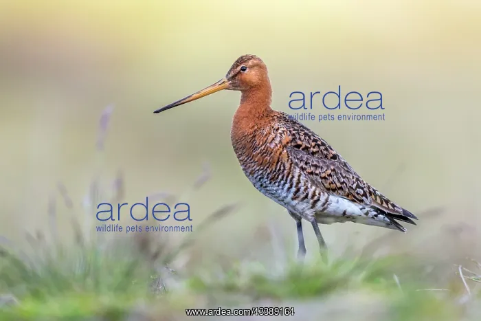 : Black Tailed Godwit : Black Tailed Godwit