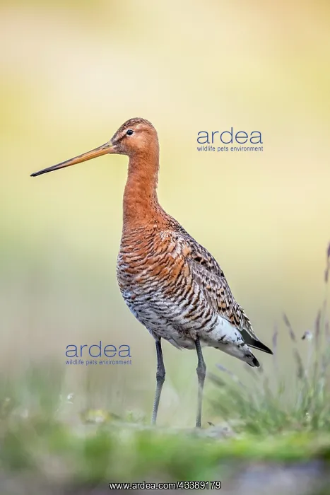 : Black Tailed Godwit : Black Tailed Godwit