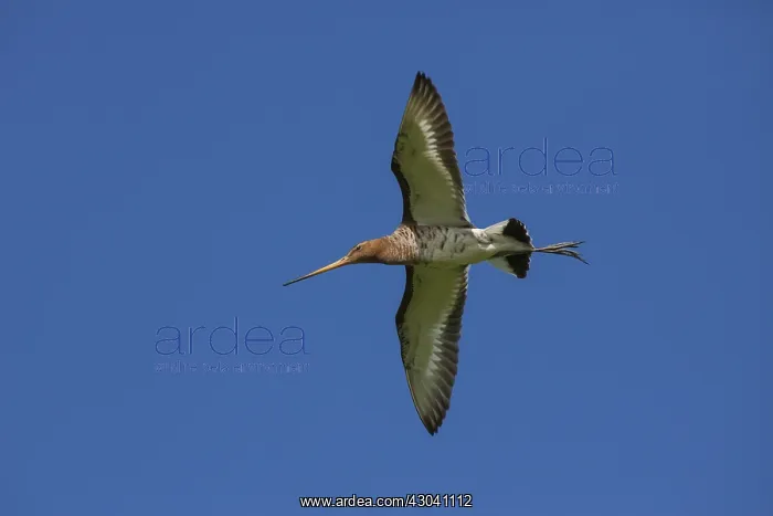 : Black-tailed Godwit - adult male in flight - Germany : Black-tailed Godwit - adult male in flight - Germany