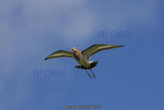 : Black-tailed Godwit - adult male in flight - Germany : Black-tailed Godwit - adult male in flight - Germany