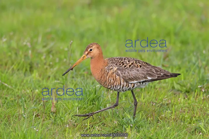 : Black-tailed Godwit adult male in meadow : Black-tailed Godwit adult male in meadow