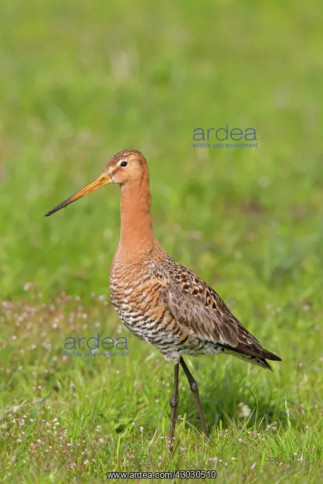: Black-tailed Godwit adult male in meadow : Black-tailed Godwit adult male in meadow