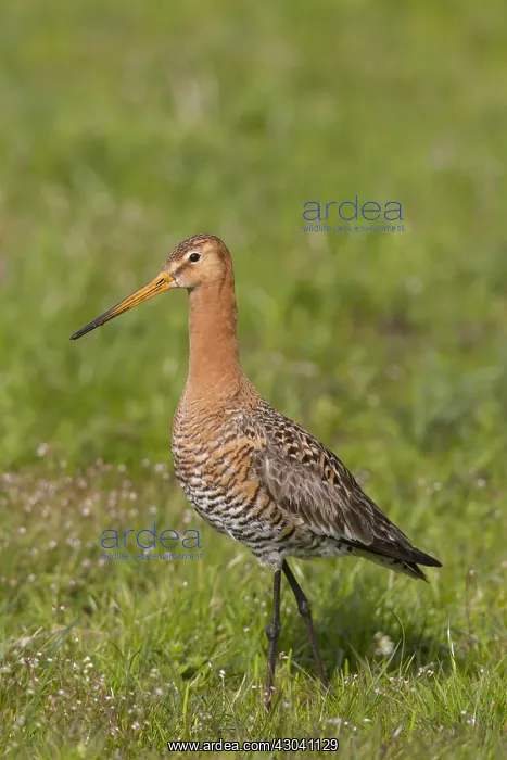 : Black-tailed Godwit - adult male in meadow - Germany : Black-tailed Godwit - adult male in meadow - Germany