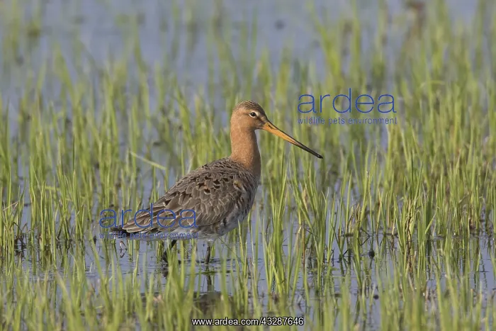 : Black-tailed Godwit - adult male in meadow - Germany : Black-tailed Godwit - adult male in meadow - Germany