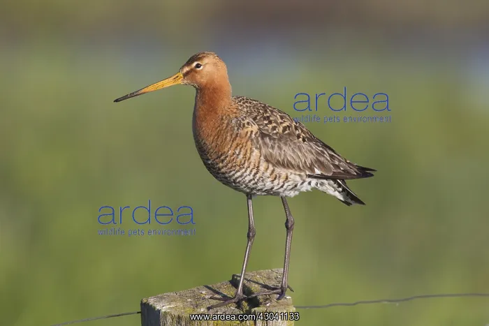 : Black-tailed Godwit - adult male perched on post - Germany : Black-tailed Godwit - adult male perched on post - Germany