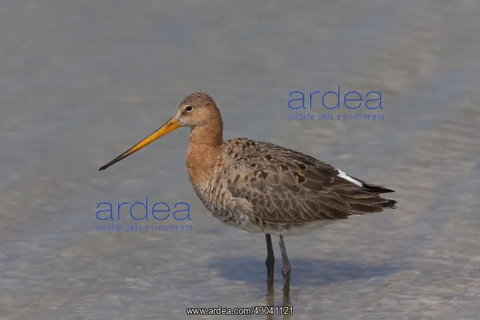 : Black-tailed Godwit - adult male in shallow water - Germany : Black-tailed Godwit - adult male in shallow water - Germany