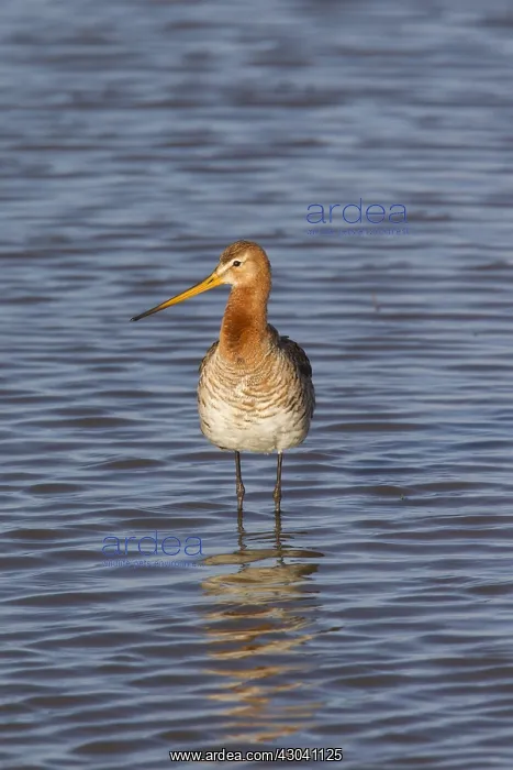 : Black-tailed Godwit - adult male in shallow water - Germany : Black-tailed Godwit - adult male in shallow water - Germany