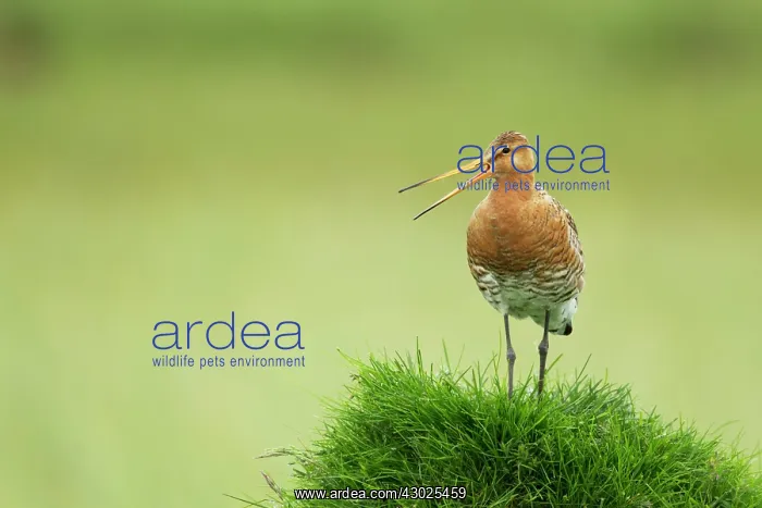 : Black-tailed Godwit - calling : Black-tailed Godwit - calling