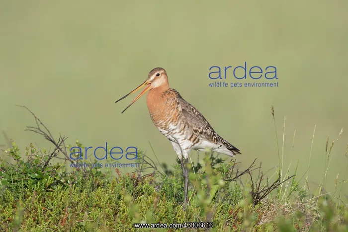  : Black-tailed Godwit - calling male in breeding plumage
