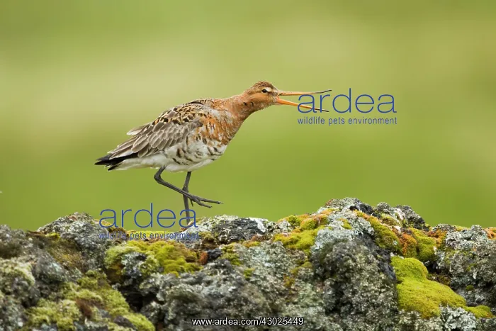 : Black-tailed Godwit - calling from volcanic rock : Black-tailed Godwit - calling from volcanic rock