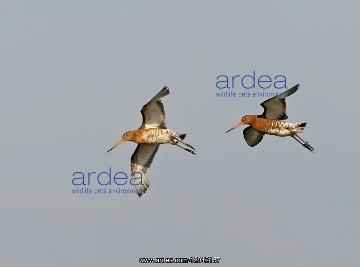 : Black-tailed Godwit - Two dropping in : Black-tailed Godwit - Two dropping in