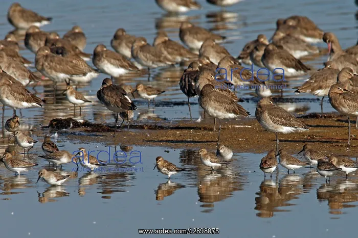 : Black-tailed Godwit & Dunlin (Calidris alpina) - on shore : Black-tailed Godwit & Dunlin (Calidris alpina) - on shore