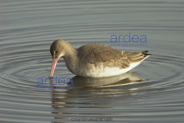 : Black-tailed Godwit - In eclipse plumage feeding in water : Black-tailed Godwit - In eclipse plumage feeding in water