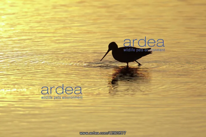 : Black-tailed Godwit - feeding in lake at sunset : Black-tailed Godwit - feeding in lake at sunset