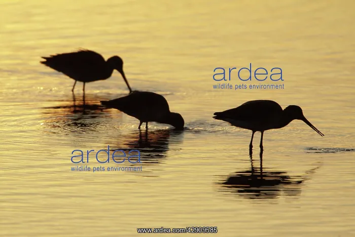 : Black-tailed Godwit - feeding in lake at sunset : Black-tailed Godwit - feeding in lake at sunset