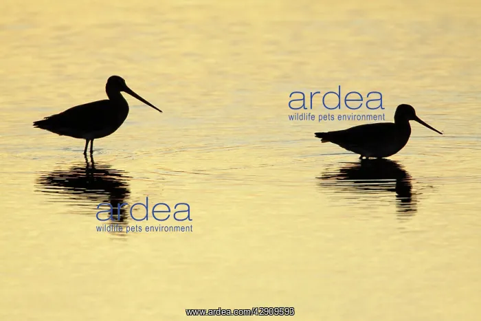 : Black-tailed Godwit - feeding in lake at sunset : Black-tailed Godwit - feeding in lake at sunset