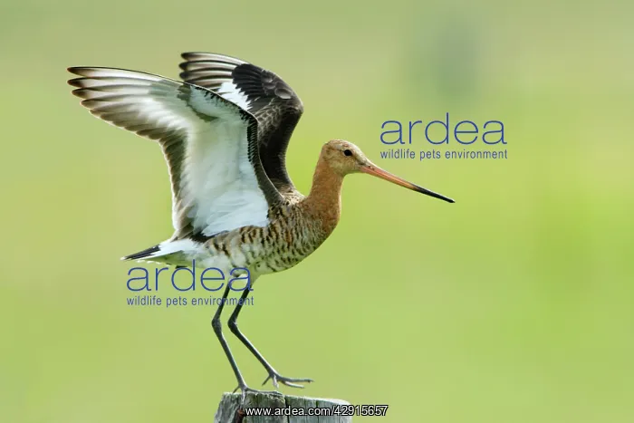 : Black-tailed Godwit - female landing on post : Black-tailed Godwit - female landing on post