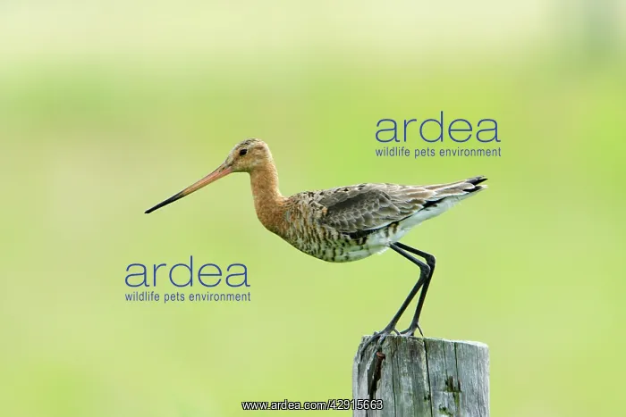 : Black-tailed Godwit - female taking off from post : Black-tailed Godwit - female taking off from post