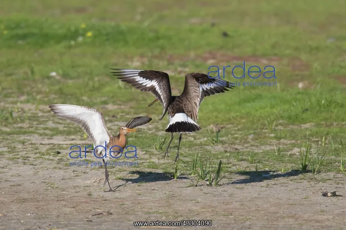 : Black-tailed Godwit - fighting males - Isle of Texel : Black-tailed Godwit - fighting males - Isle of Texel