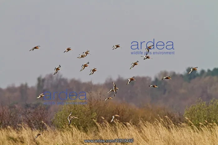 : Black-Tailed Godwit - in flight : Black-Tailed Godwit - in flight