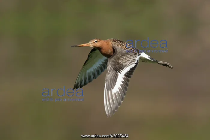 : Black-tailed Godwit - in flight : Black-tailed Godwit - in flight