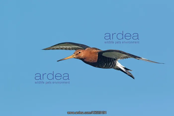 : Black-tailed Godwit - in flight : Black-tailed Godwit - in flight