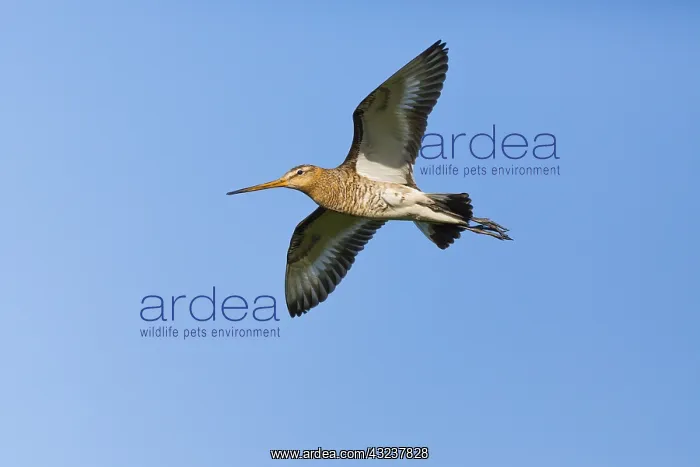 : Black - tailed Godwit - in flight, Island of Texel : Black - tailed Godwit - in flight, Island of Texel