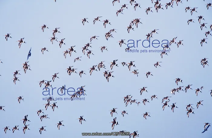 : Black-tailed Godwit - Flock in flight : Black-tailed Godwit - Flock in flight