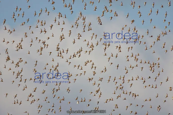 : Black-tailed Godwit - Flock in flight : Black-tailed Godwit - Flock in flight