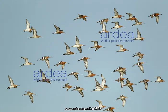 : Black-tailed Godwit - flock in flight : Black-tailed Godwit - flock in flight