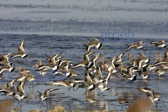 : Black-tailed Godwit - Flock lifting at Welny - early Spring : Black-tailed Godwit - Flock lifting at Welny - early Spring