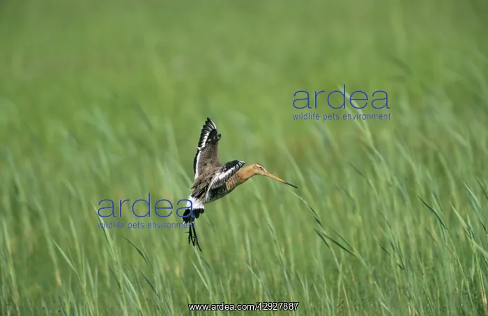 : Black-tailed GODWIT - landing in nesting territory : Black-tailed GODWIT - landing in nesting territory