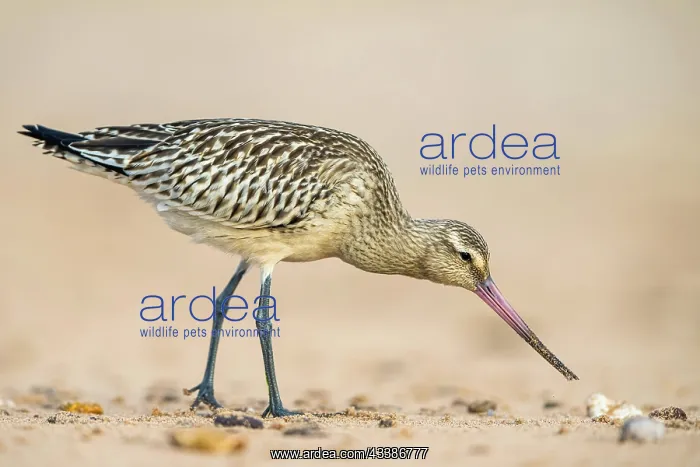 : Black-tailed Godwit (Limosa limosa), birds feeding o : Black-tailed Godwit (Limosa limosa), birds feeding o