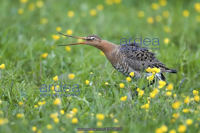 : Black-tailed Godwit (Limosa limosa) : Black-tailed Godwit (Limosa limosa)