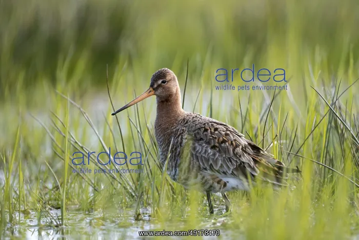 : Black-tailed godwit (Limosa limosa) : Black-tailed godwit (Limosa limosa)