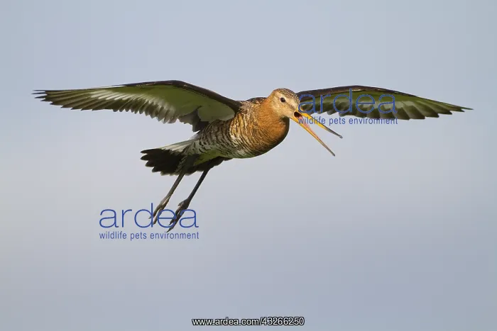 : Black-tailed Godwit (Limosa limosa) alarming fl : Black-tailed Godwit (Limosa limosa) alarming fl