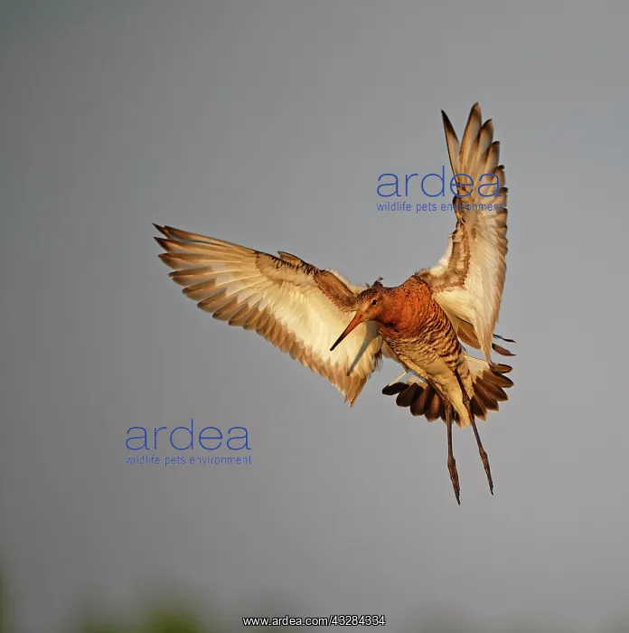 : Black-tailed godwit (Limosa limosa) approaching : Black-tailed godwit (Limosa limosa) approaching