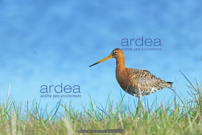 : Black-tailed Godwit (Limosa limosa) in breeding p : Black-tailed Godwit (Limosa limosa) in breeding p