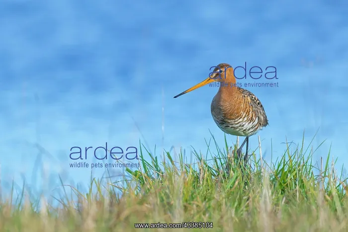 : Black-tailed Godwit (Limosa limosa) in breeding p : Black-tailed Godwit (Limosa limosa) in breeding p