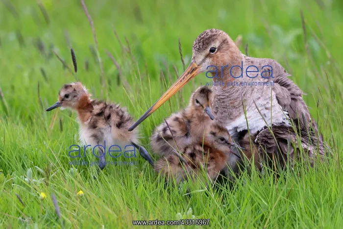 : Black-tailed Godwit (limosa limosa), with chicks : Black-tailed Godwit (limosa limosa), with chicks