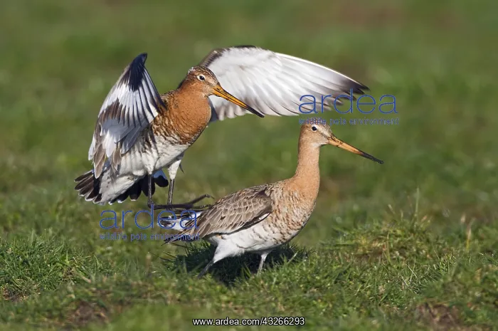 : Black-tailed Godwit (Limosa limosa) couple maki : Black-tailed Godwit (Limosa limosa) couple maki
