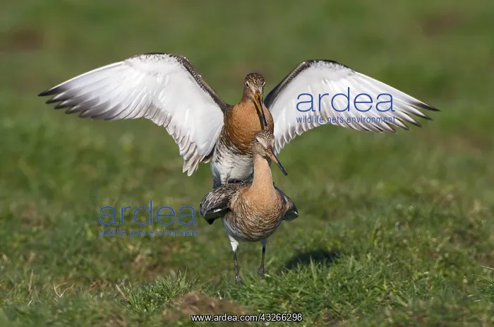 : Black-tailed Godwit (Limosa limosa) couple maki : Black-tailed Godwit (Limosa limosa) couple maki