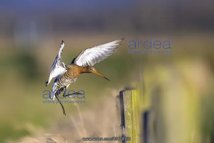 : Black-tailed godwit (Limosa limosa) flies elegantly over a meadow : Black-tailed godwit (Limosa limosa) flies elegantly over a meadow