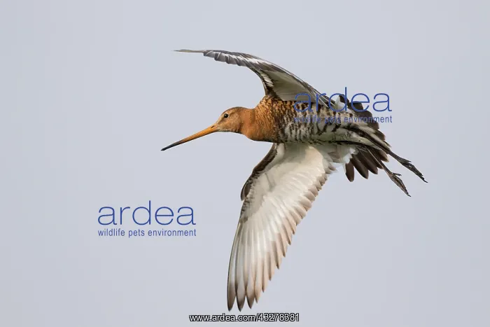 : Black-tailed Godwit (Limosa Limosa) in flight : Black-tailed Godwit (Limosa Limosa) in flight